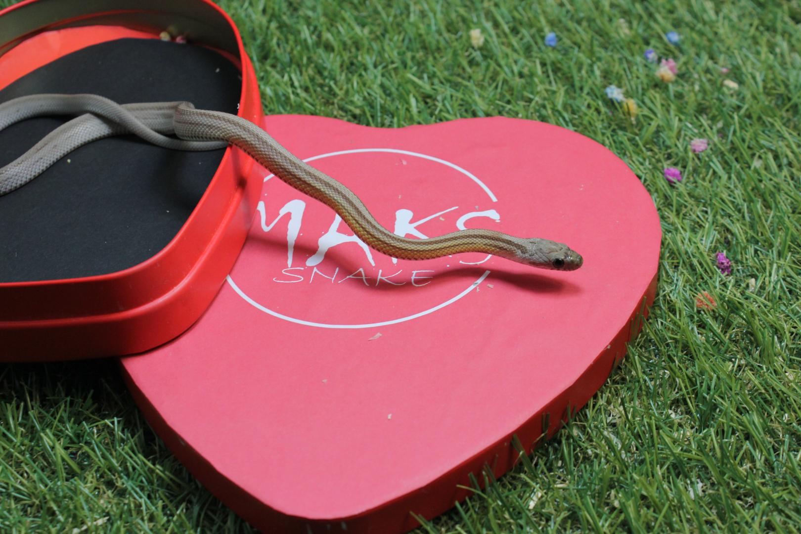 C.01.33 - Anery Stripe ph caramel, diffused, amel/ultra