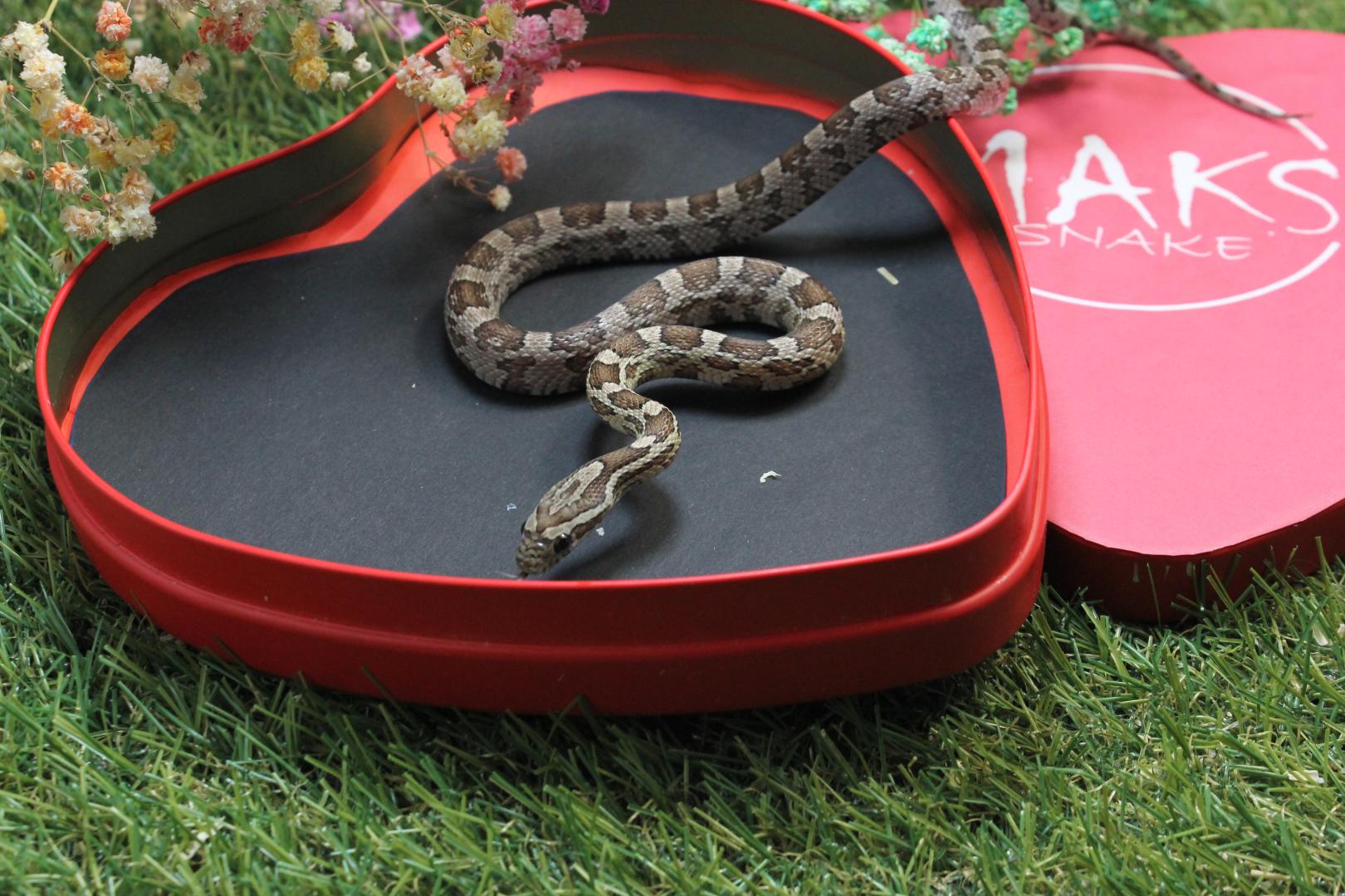 C2.05.14 -  Anery het scaleless, diffused, charcoal ph amel, hypo