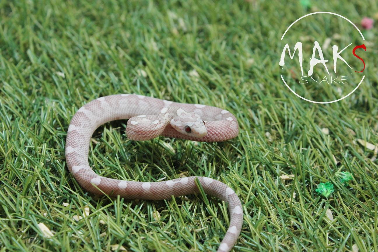 D.47.15 - Ultramel Anery Motley/Stripe het amel, caramel, motley, stripe, ultra
