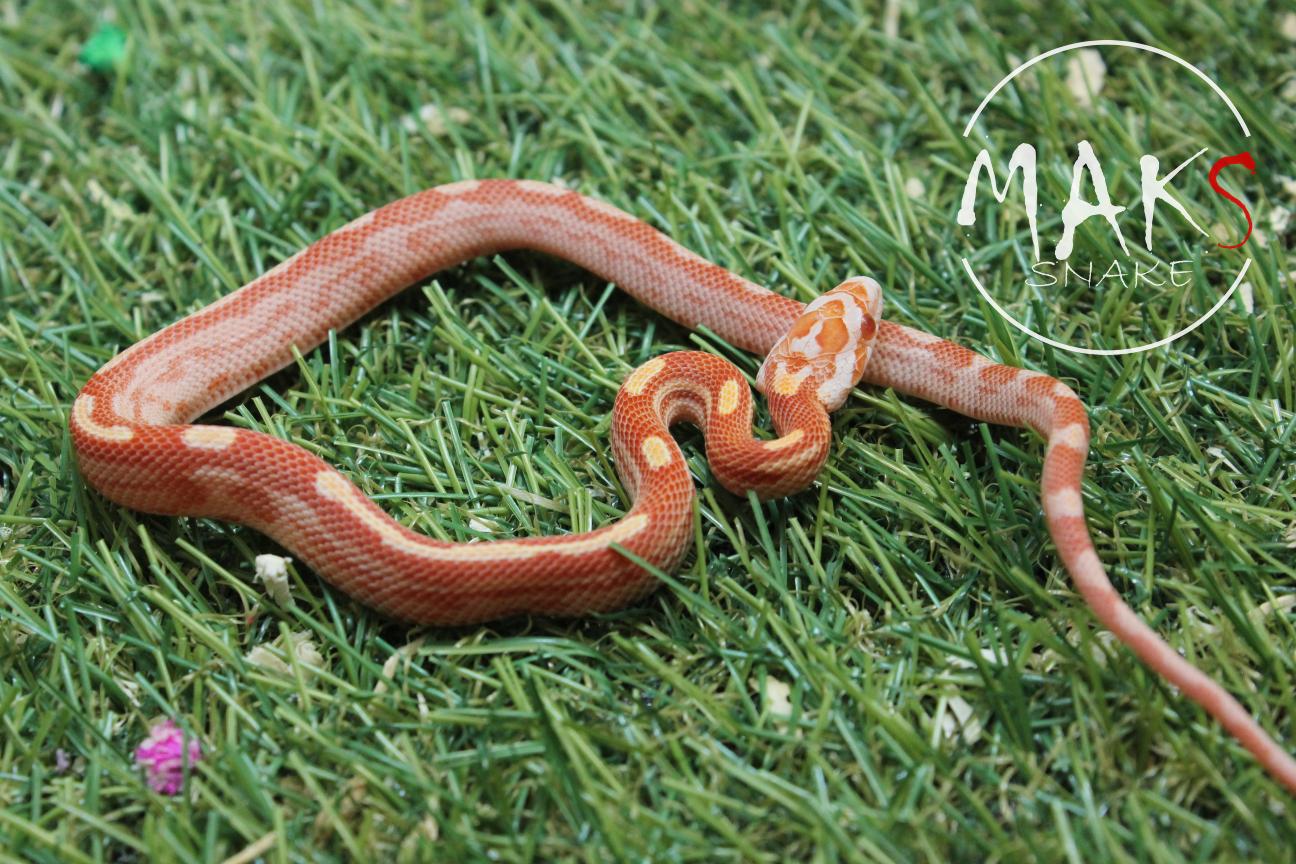 D.47.15 - Amel Motley/Stripe het caramel, motley, stripe ph anery