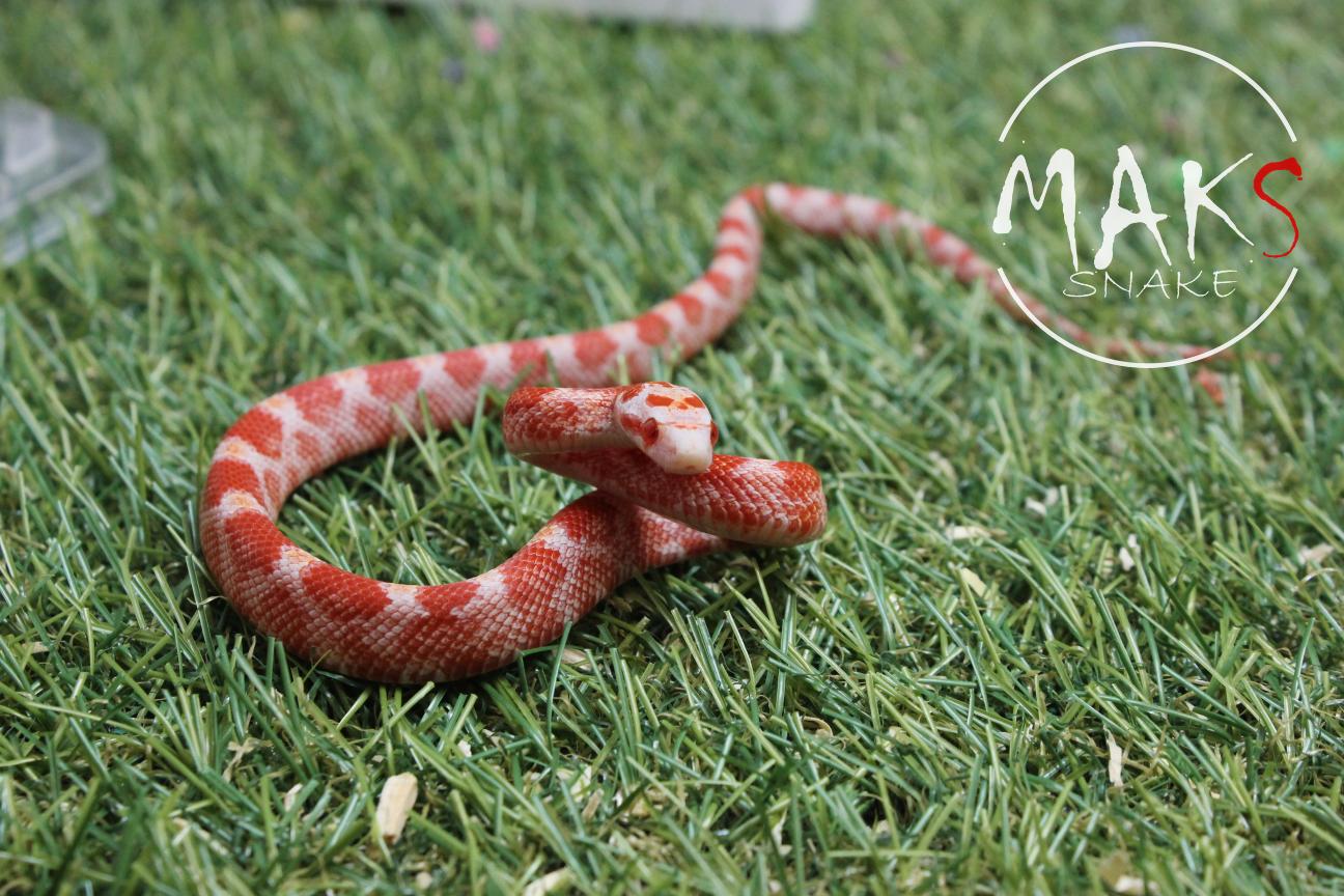 D.01.12 - Fire het anery, stripe ph hypo, caramel