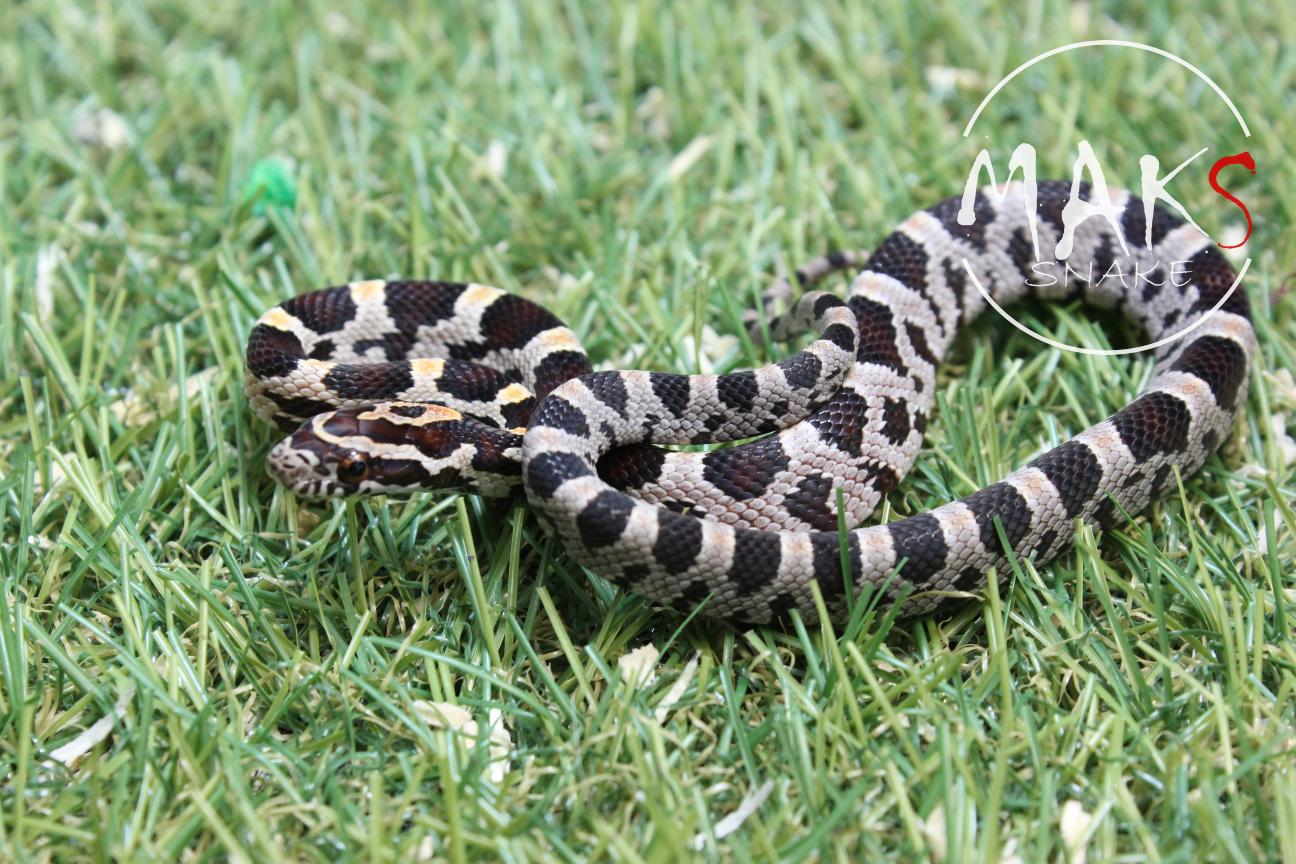 D.13.08 - Okeetee het amel ph anery, hypo