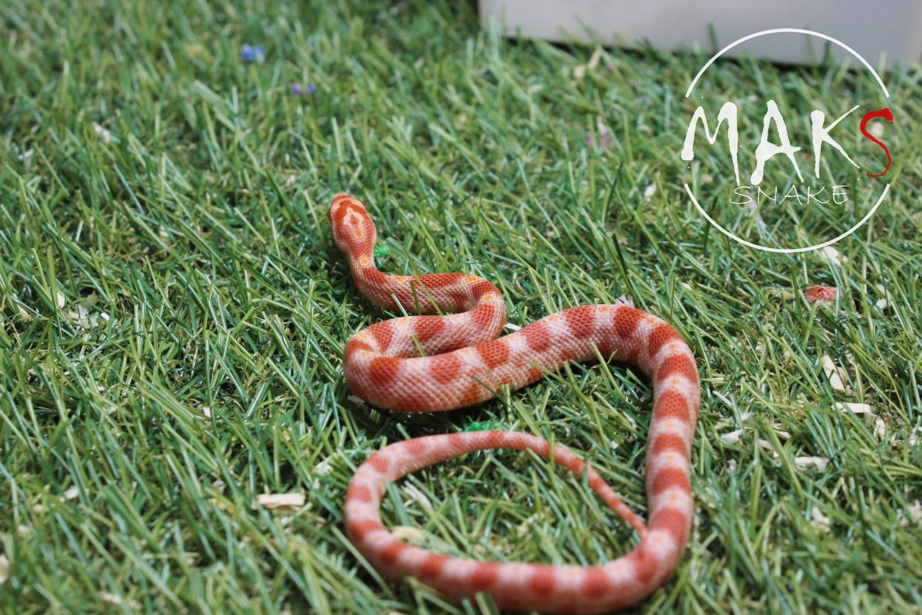 D.13.33 - Amel het anery ph hypo, stripe