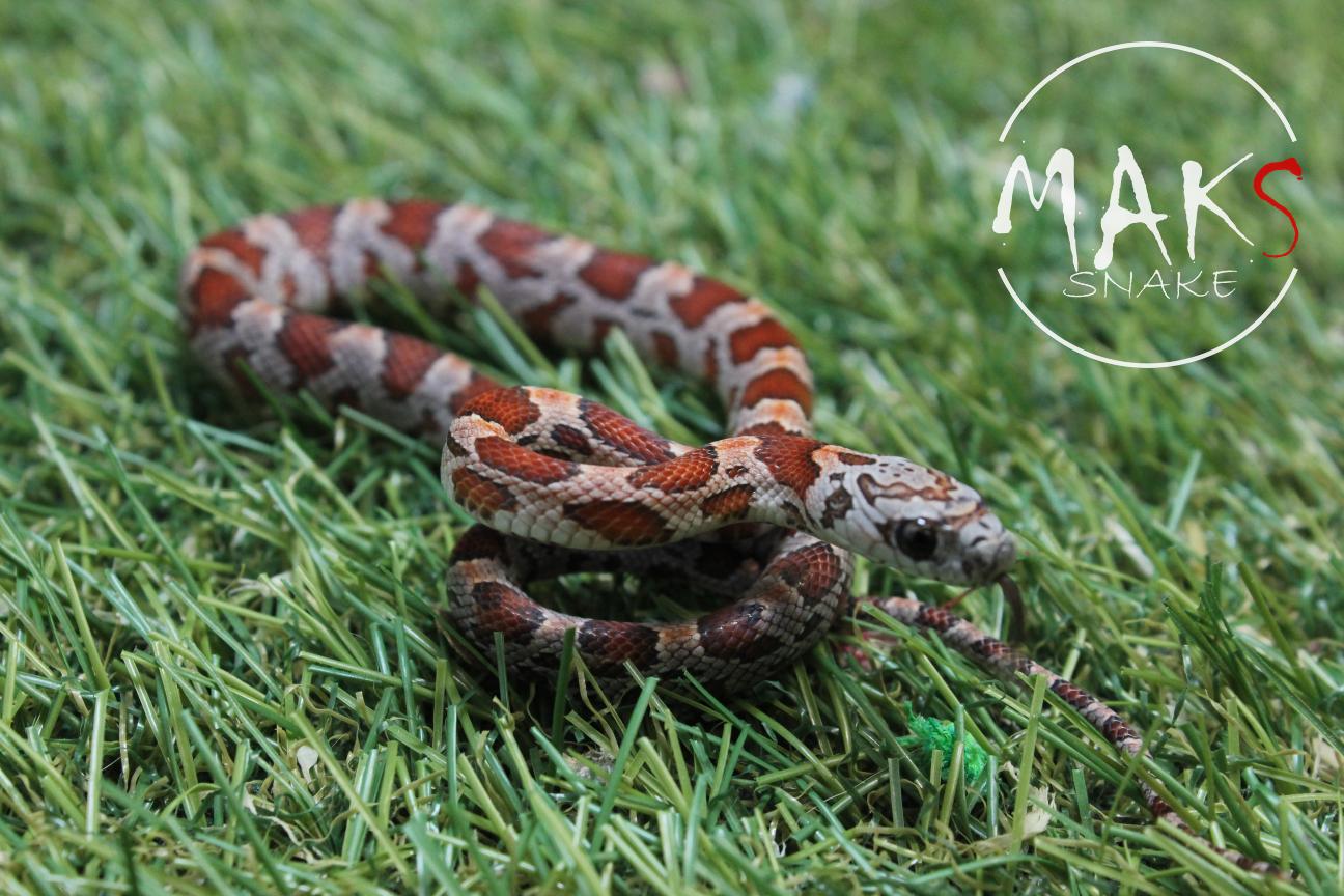 D.37.46 - Sunkissed het cinder, motley/stripe ph anery